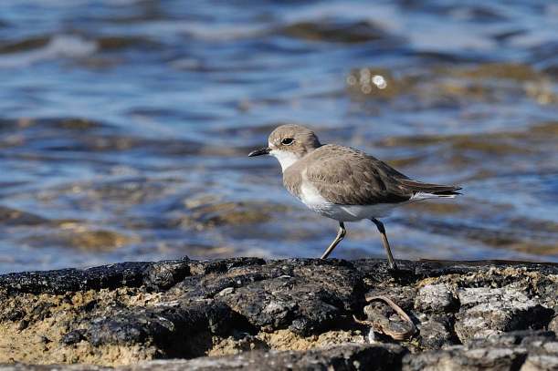 Greater Sand Plover Paphos Headland 29th October 2013 Copyright Brian Harrison