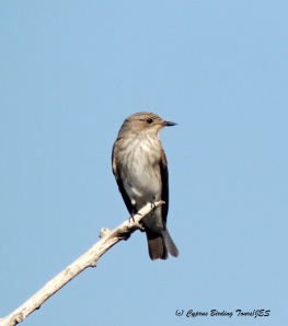 Spotted Flycatcher Agia Napa Sewage Works 3rd September 2014 (c) Cyprus Birding Tours