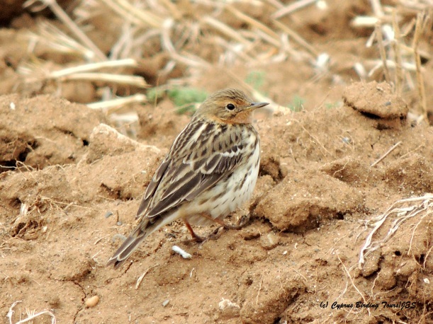 Red-throated Pipit Larnaca Desalination Fields 23rd April 2015 (c) Cyprus Birding Tours
