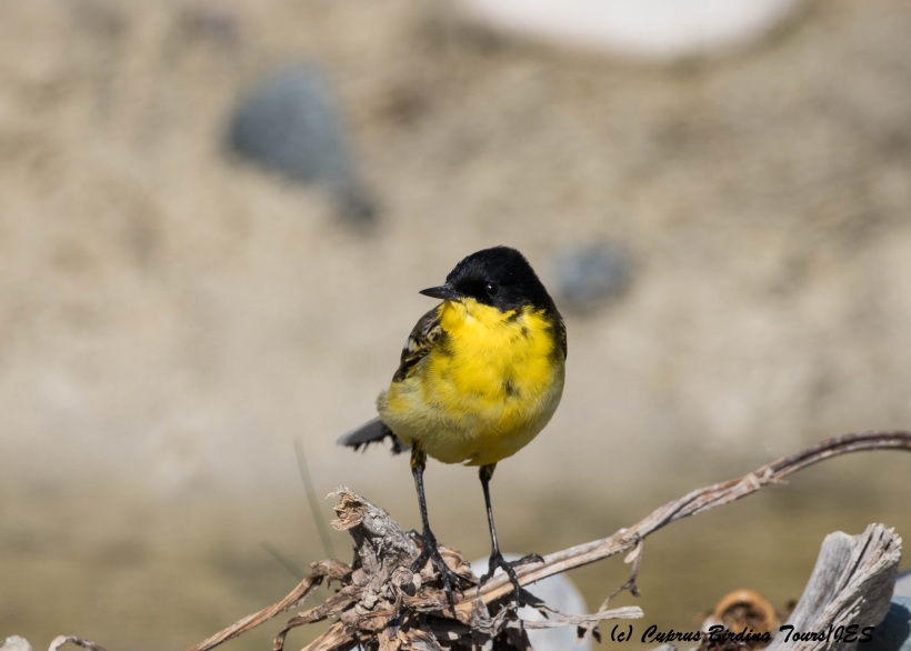 Black-headed Wagtail 2, Petounta Point 16th March 2016