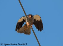 Amur Falcon , Anarita Park, 29th April 2016 (c) Cyprus Birding Tours