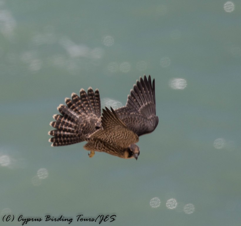 Peregrine Falcon, Petra tou Romiou 7th May 2016 (c) Cyprus Birding Tours