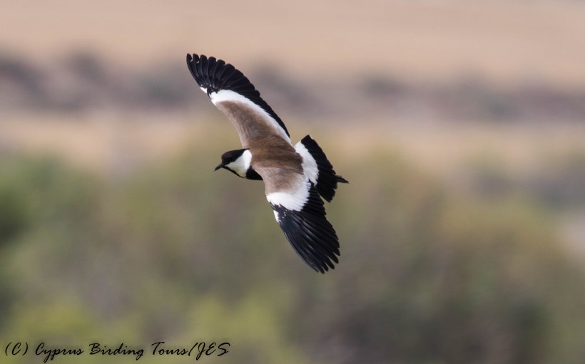 Spur-winged Lapwing, Oroklini Marsh, 14th May 2016 (c) Cyprus Birding Tours