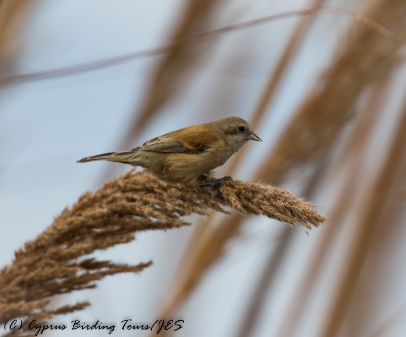 Penduline Tit, Phasouri Reed Beds 7th November 2016 (c) Cyprus Birding Tours