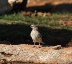 Rock Sparrow, 27th November 2016 (c) Cyprus Birding Tours