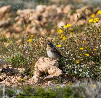 Eurasian Wryneck, Cape Greco, 30th March 2017 (c) Cyprus Birding Tours