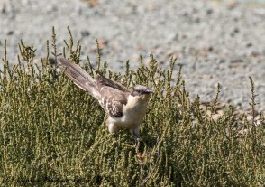 Great Spotted Cuckoo, Larnaca Sewage Works 29th March 2017 (c) Cyprus Birding Tours