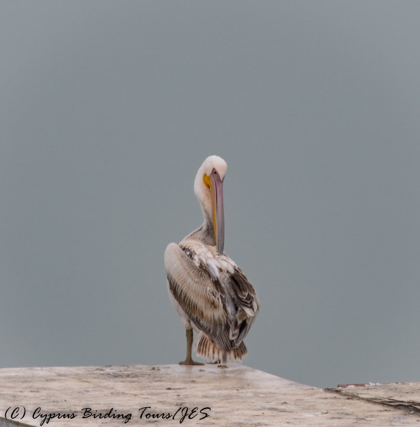 Great White Pelican, Akhna Dam 17th March 2017 (c) Cyprus Birding Tours