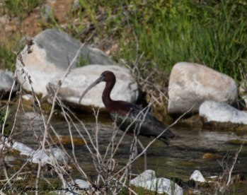 Glossy Ibis, Germasogeia Dam 24th April 2017 (c) Cyprus Birding Tours