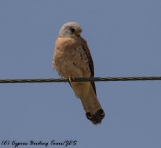 Lesser Kestrel, Anarita Park 20th April 2017 (c) Cyprus Birding Tours