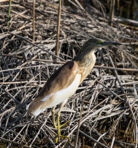 Squacco Heron, Zakaki Marsh, 11th April 2017 (c) Cyprus Birding Tours