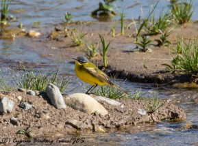 Yellow Wagtail, Nata Ford, 5th April 2017 (c) Cyprus Birding Tours