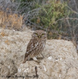 Little Owl, Larnaca Salt Lake, 18th May 2017 (c) Cyprus Birding Tours