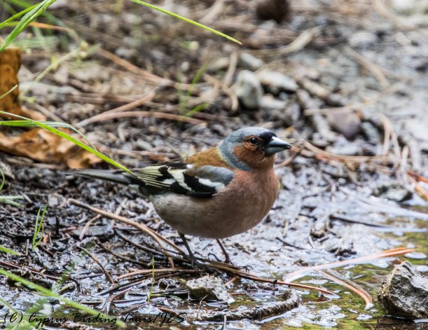 Common Chaffinch, Troodos 6th June 2017 (c) Cyprus Birding Tours