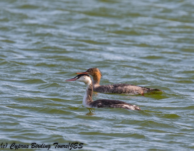 Great Crested Grebe and Red-breasted Merganser (c) Cyprus Birding Tours