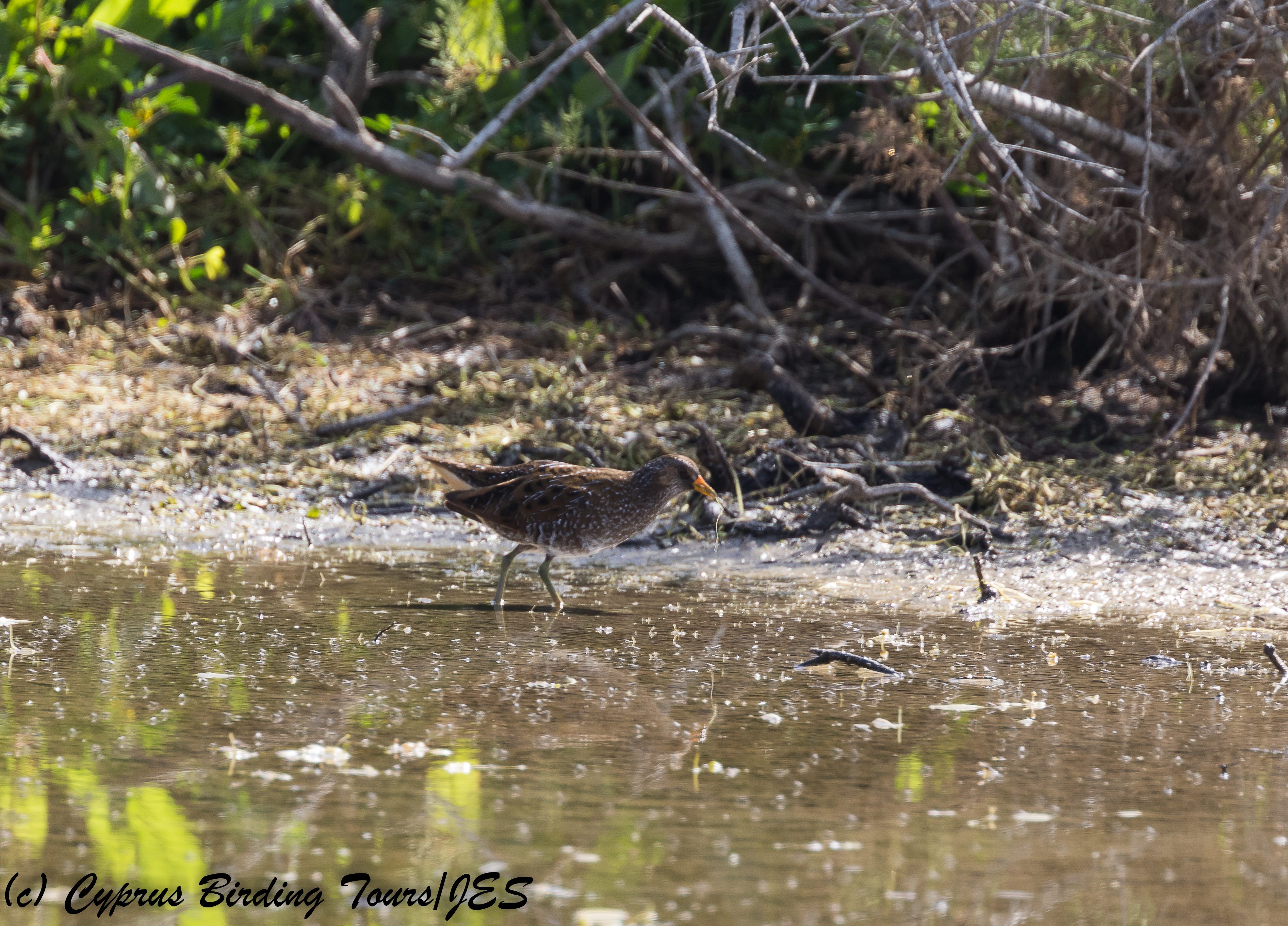 Spotted Crake, Paralimni Lake 27th March 2018 (1 of 1)