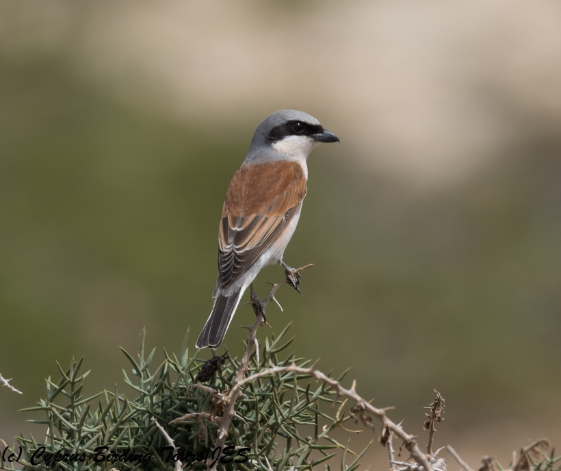 Red-backed Shrike, Cape Greco 26th April 2018 (c) Cyprus Birding Tours