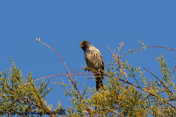 Red-fronted Serin 3, Limassol 2nd November 2018 (1 of 1)