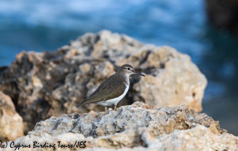 Common Sandpiper, Potamos Liopetriou, 5th January 2019 (c) Cyprus Birding Tours