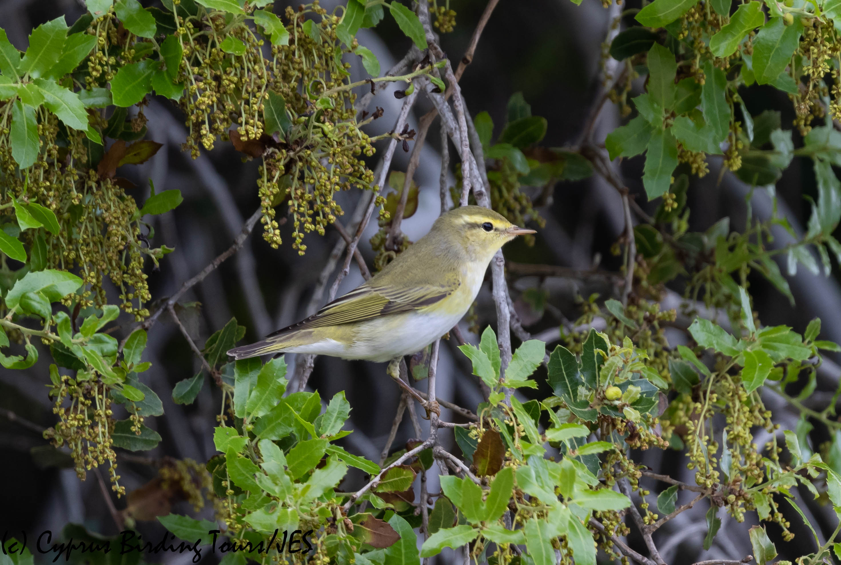 Wood Warbler, Androlikou 12th April 2019 (c) Cyprus Birding Tours