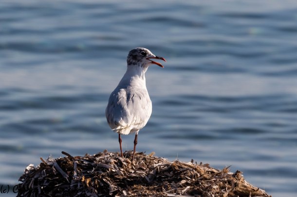 Mediterranean Gull, Larnaca 25th August 2019 (c) Cyprus Birding Tours