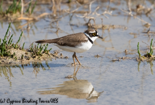 Little Ringed Plover, Petounta 24th March 2020 (c) Cyprus Birding Tours