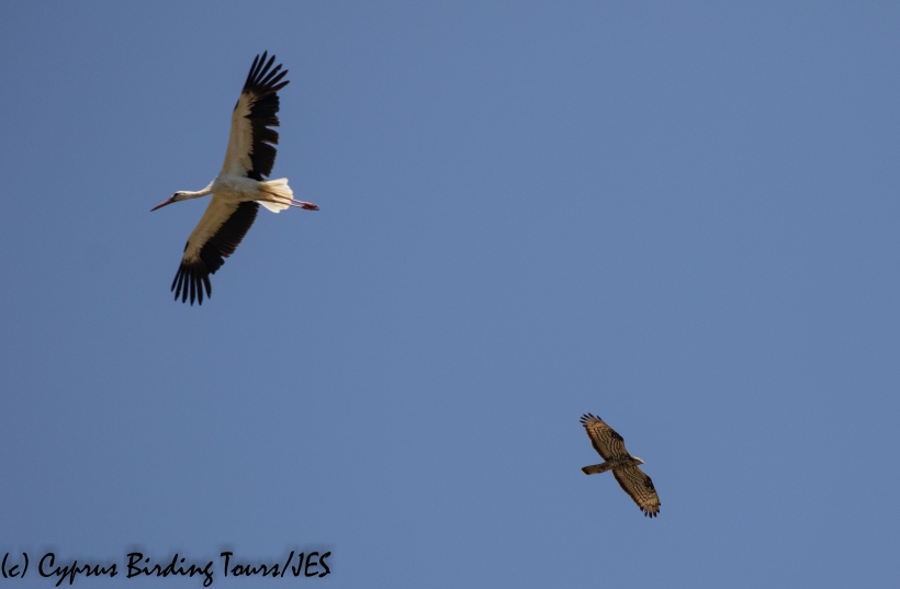 White Stork and European Honey Buzzard, Akrotiri Marsh, 17th August 2020 (c) Cyprus Birding Tours